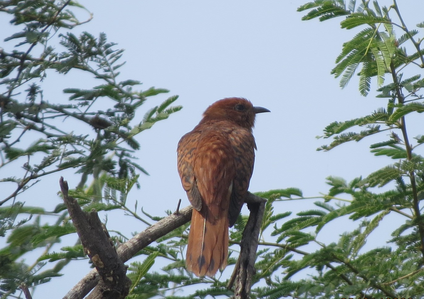 Grey-bellied Cuckoo